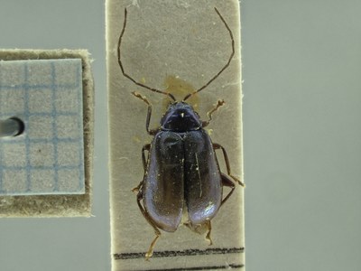 BE-RBINS-ENT Deuteraltica longicornis K39_D04_001 Dorsal.jpg BE-RBINS-ENT Deuteraltica longicornis K39_D04_001 Dorsal.jpg