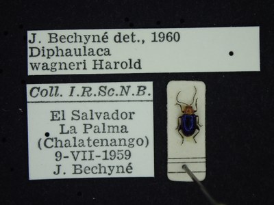 BE-RBINS-ENT Diphaulaca wagneri K39_D05_014 Label.JPG