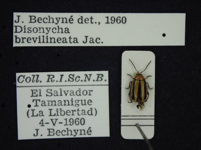 BE-RBINS-ENT Disonycha brevilineata K39_D05_025 Label.JPG