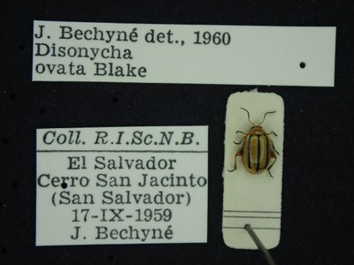 BE-RBINS-ENT Disonycha ovata K39_D05_133 Label.JPG