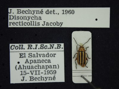 BE-RBINS-ENT Disonycha recticollis K39_D05_152 Label.JPG