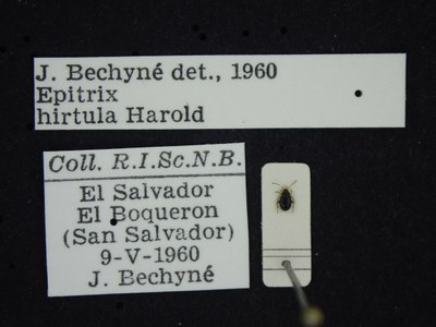 BE-RBINS-ENT Epitrix hirtula K39_D06_001 Label.JPG