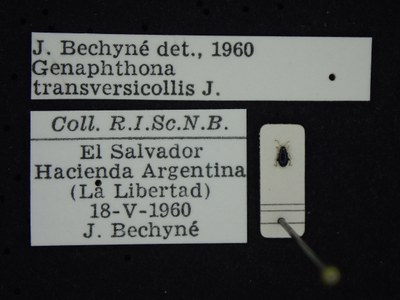 BE-RBINS-ENT Genaphthona transversicollis K39_D06_054 Label.JPG