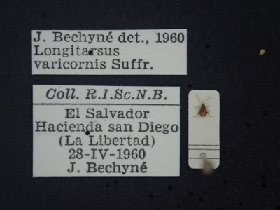 BE-RBINS-ENT Longitarsus varicornis K39_D07_002 Label.JPG