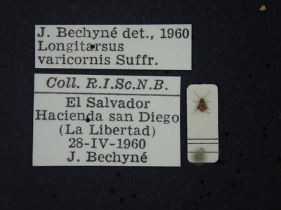 BE-RBINS-ENT Longitarsus varicornis K39_D07_003 Label.JPG