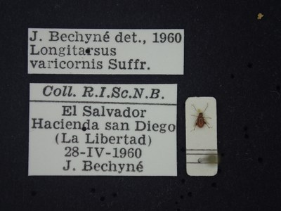 BE-RBINS-ENT Longitarsus varicornis K39_D07_004 Label.JPG