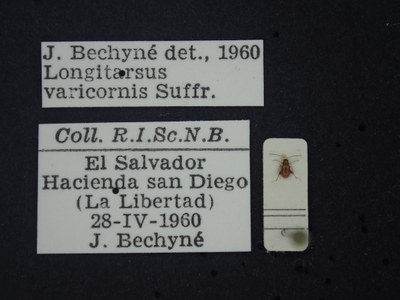 BE-RBINS-ENT Longitarsus varicornis K39_D07_008 Label.JPG