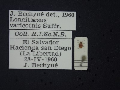 BE-RBINS-ENT Longitarsus varicornis K39_D07_009 Label.JPG