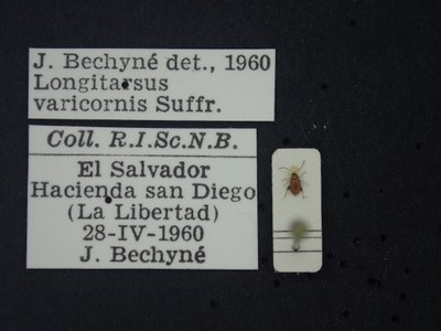 BE-RBINS-ENT Longitarsus varicornis K39_D07_011 Label.JPG