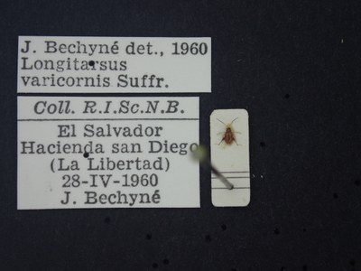 BE-RBINS-ENT Longitarsus varicornis K39_D07_014 Label.JPG