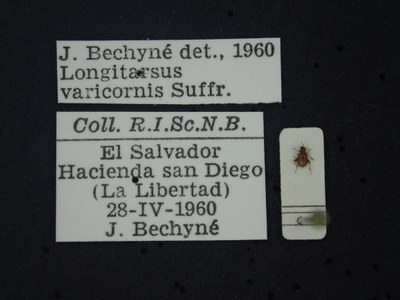 BE-RBINS-ENT Longitarsus varicornis K39_D07_015 Label.JPG