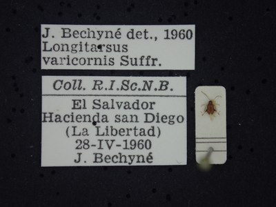 BE-RBINS-ENT Longitarsus varicornis K39_D07_016 Label.JPG