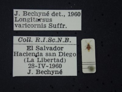 BE-RBINS-ENT Longitarsus varicornis K39_D07_017 Label.JPG