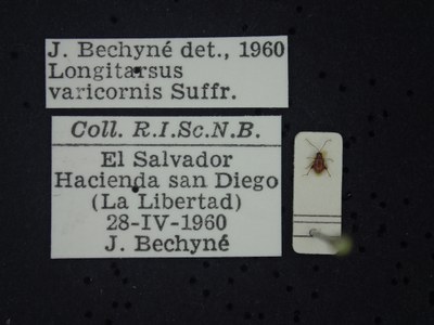 BE-RBINS-ENT Longitarsus varicornis K39_D07_018 Label.JPG