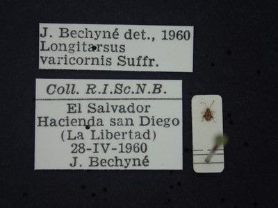 BE-RBINS-ENT Longitarsus varicornis K39_D07_019 Label.JPG