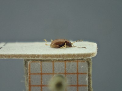BE-RBINS-ENT Longitarsus varicornis K39_D07_019 Lateral.jpg