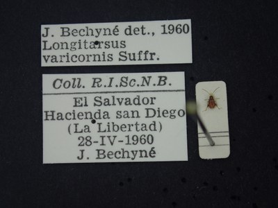 BE-RBINS-ENT Longitarsus varicornis K39_D07_021 Label.JPG