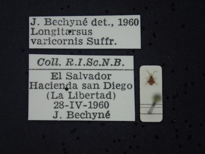 BE-RBINS-ENT Longitarsus varicornis K39_D07_023 Label.JPG