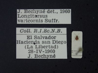 BE-RBINS-ENT Longitarsus varicornis K39_D07_025 Label.JPG