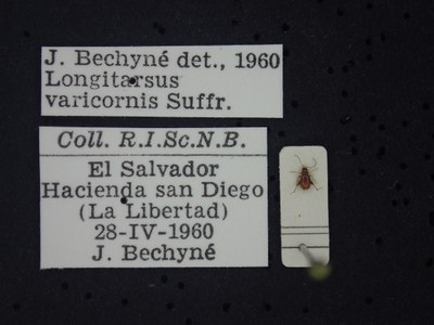 BE-RBINS-ENT Longitarsus varicornis K39_D07_031 Label.JPG