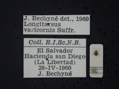 BE-RBINS-ENT Longitarsus varicornis K39_D07_032 Label.JPG