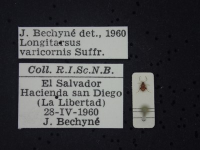 BE-RBINS-ENT Longitarsus varicornis K39_D07_037 Label.JPG