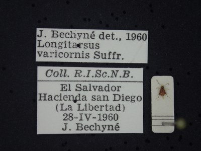 BE-RBINS-ENT Longitarsus varicornis K39_D07_043 Label.JPG