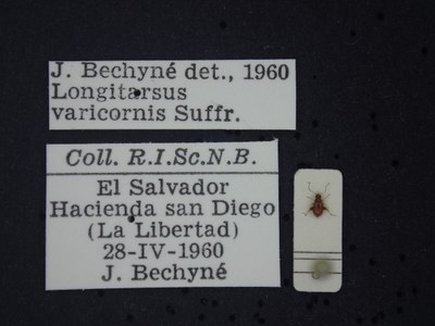 BE-RBINS-ENT Longitarsus varicornis K39_D07_045 Label.JPG