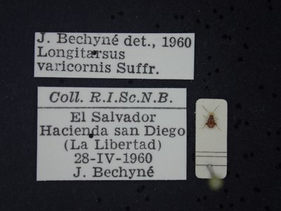 BE-RBINS-ENT Longitarsus varicornis K39_D07_046 Label.JPG