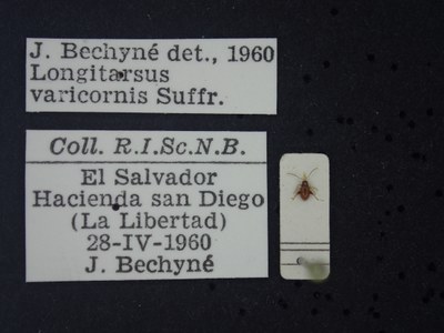 BE-RBINS-ENT Longitarsus varicornis K39_D07_048 Label.JPG