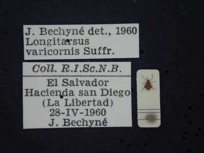 BE-RBINS-ENT Longitarsus varicornis K39_D07_049 Label.JPG