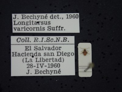 BE-RBINS-ENT Longitarsus varicornis K39_D07_058 Label.JPG