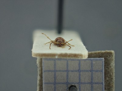 BE-RBINS-ENT Longitarsus varicornis K39_D07_060 Frontal.jpg