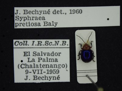 BE-RBINS-ENT Syphraea pretiosa K39_D09_050 Label.JPG