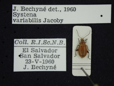 BE-RBINS-ENT Systena variabilis K39_D09_059 Label.JPG