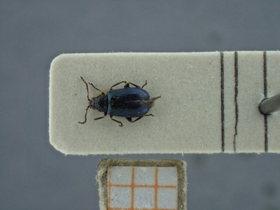 BE-RBINS-ENT Trichaltica variabilis K39_D10_002 Dorsal.jpg BE-RBINS-ENT Trichaltica variabilis K39_D10_002 Dorsal.jpg