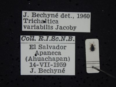 BE-RBINS-ENT Trichaltica variabilis K39_D10_005 Label.JPG