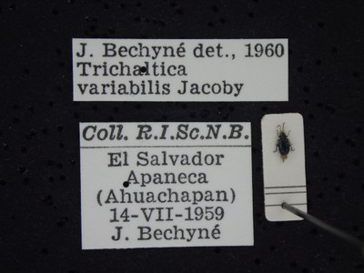 BE-RBINS-ENT Trichaltica variabilis K39_D10_007 Label.JPG