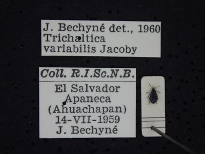 BE-RBINS-ENT Trichaltica variabilis K39_D10_009 Label.JPG