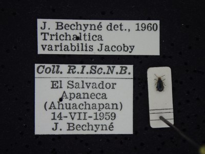 BE-RBINS-ENT Trichaltica variabilis K39_D10_010 Label.JPG