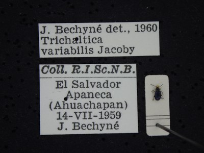 BE-RBINS-ENT Trichaltica variabilis K39_D10_011 Label.JPG