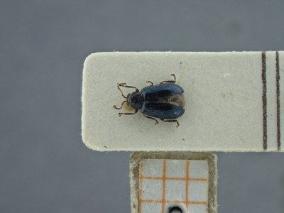 BE-RBINS-ENT Trichaltica variabilis K39_D10_013 Dorsal.jpg BE-RBINS-ENT Trichaltica variabilis K39_D10_013 Dorsal.jpg