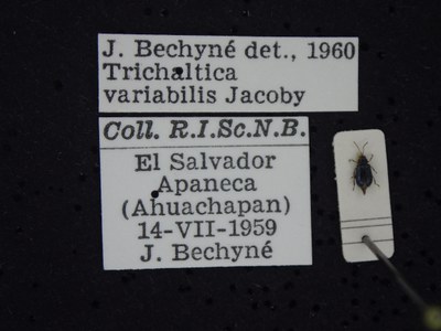 BE-RBINS-ENT Trichaltica variabilis K39_D10_015 Label.JPG