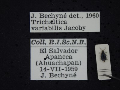 BE-RBINS-ENT Trichaltica variabilis K39_D10_021 Label.JPG