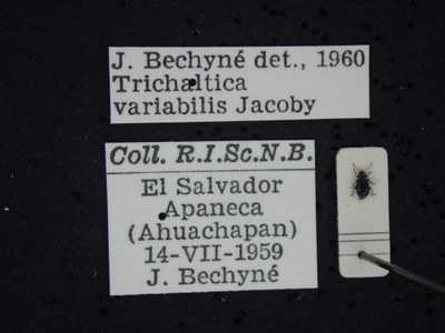 BE-RBINS-ENT Trichaltica variabilis K39_D10_022 Label.JPG