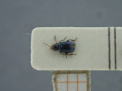 BE-RBINS-ENT Trichaltica variabilis K39_D10_024 Dorsal.jpg BE-RBINS-ENT Trichaltica variabilis K39_D10_024 Dorsal.jpg
