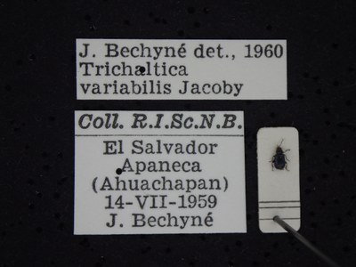 BE-RBINS-ENT Trichaltica variabilis K39_D10_024 Label.JPG