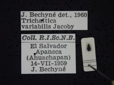 BE-RBINS-ENT Trichaltica variabilis K39_D10_028 Label.JPG