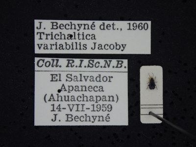 BE-RBINS-ENT Trichaltica variabilis K39_D10_034 Label.JPG