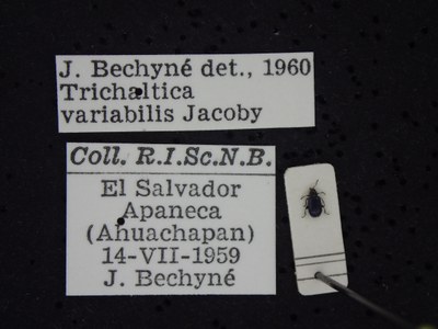 BE-RBINS-ENT Trichaltica variabilis K39_D10_035 Label.JPG